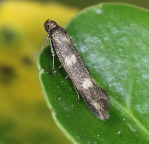 Scythris scopolella
